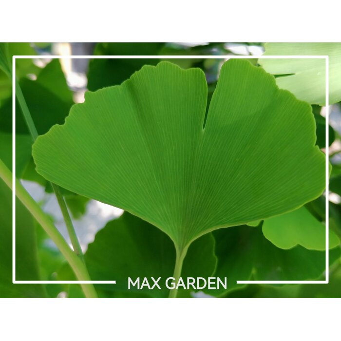 Ginko dvojlalo?né - Ginkgo biloba - na 180cm kmeni