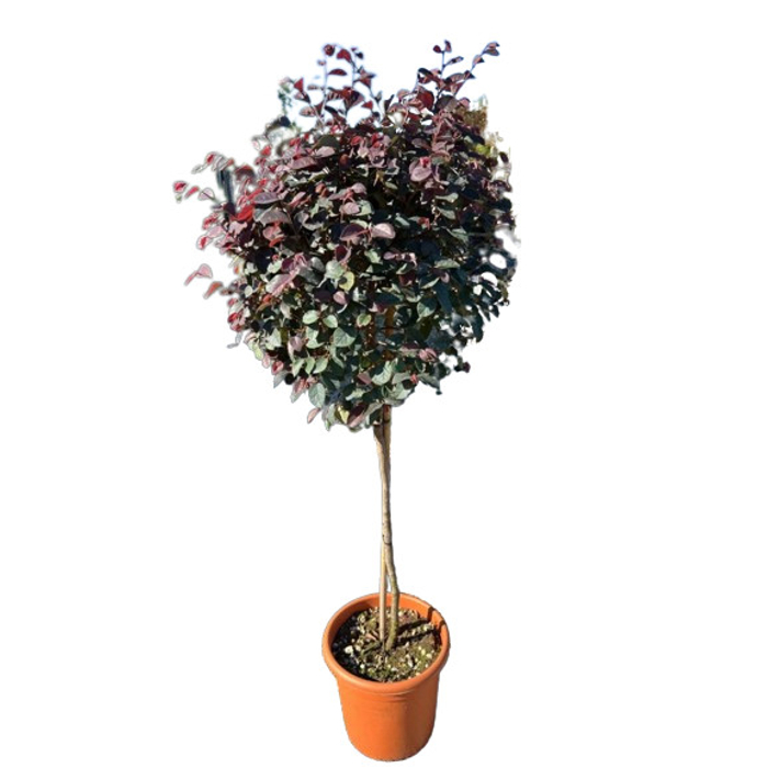 Loropetalum ´Black Pearl´ - na 80cm kmeni