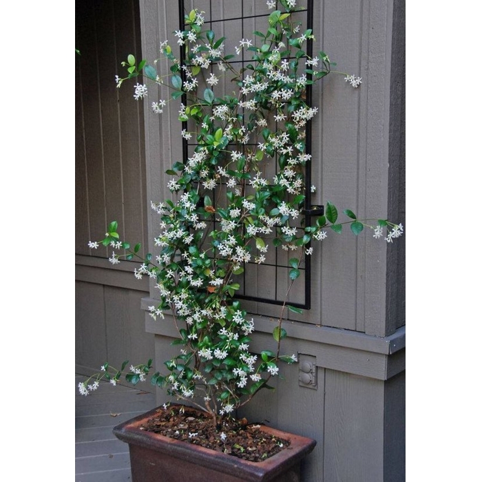 Jasmínovník vonný  - Rhyncospermum Jasminoides -200/250cm