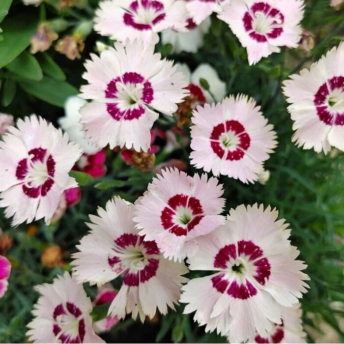 Dianthus plumarius ´Dixie White Red Bicolor'