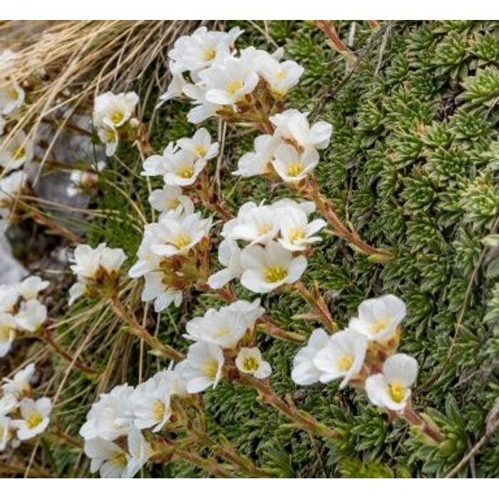 Saxifraga paniculata
