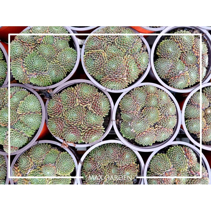 Skalná ruža - Sempervivum  sp.2