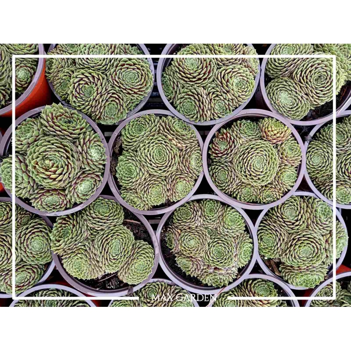 Skalná ruža - Sempervivum  sp.3