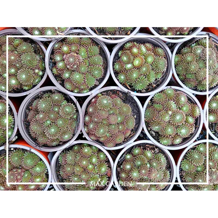 Skalná ruža - Sempervivum  sp.4