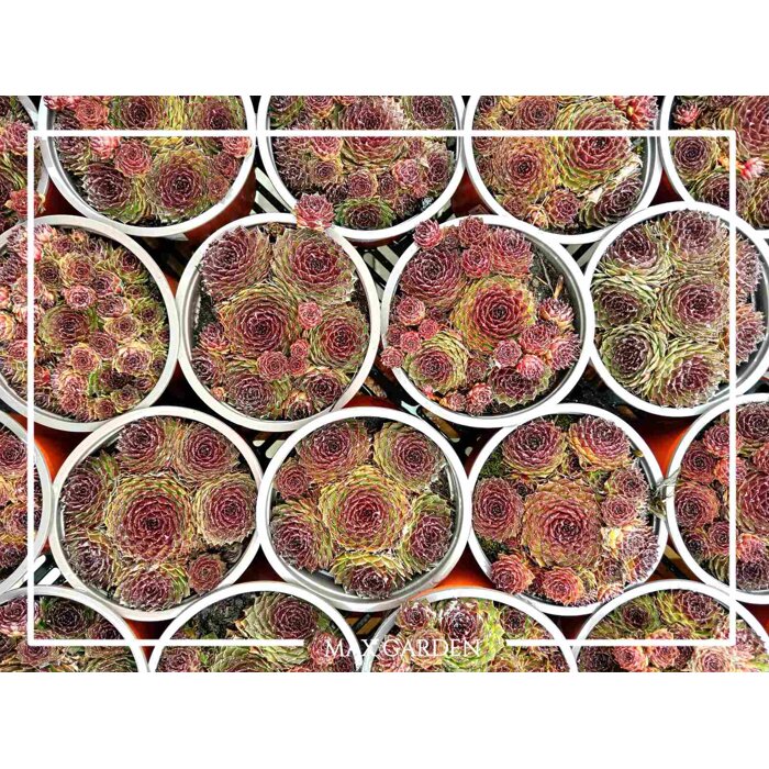 Skalná ruža - Sempervivum  sp.8