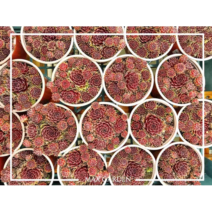 Skalná ruža - Sempervivum  sp.10