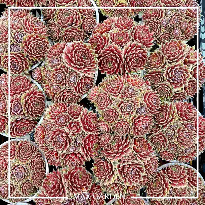 Skalná ruža - Sempervivum  sp.11