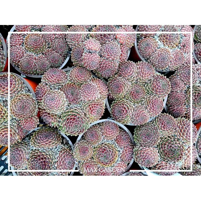 Skalná ruža - Sempervivum  sp.13