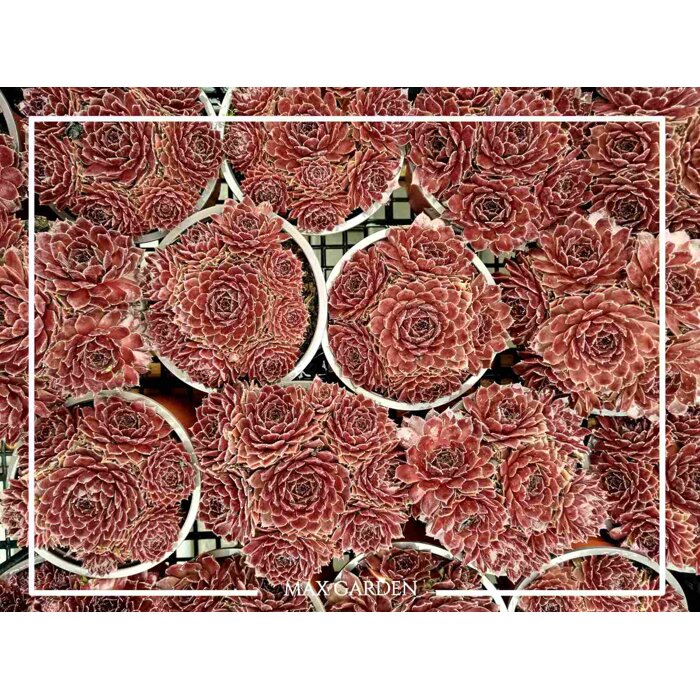 Skalná ruža - Sempervivum  sp.14