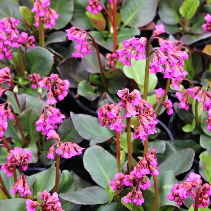 Bergenia ´Overture´
