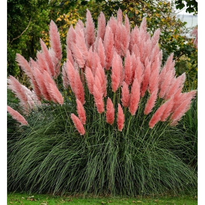 Pampová tráva - Cortaderia selloana ´Pink Feather´