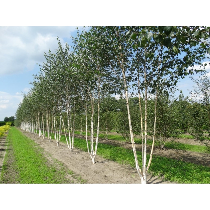 Betula utilis ´Doorenbos´-175/200cm - tvar viackme?