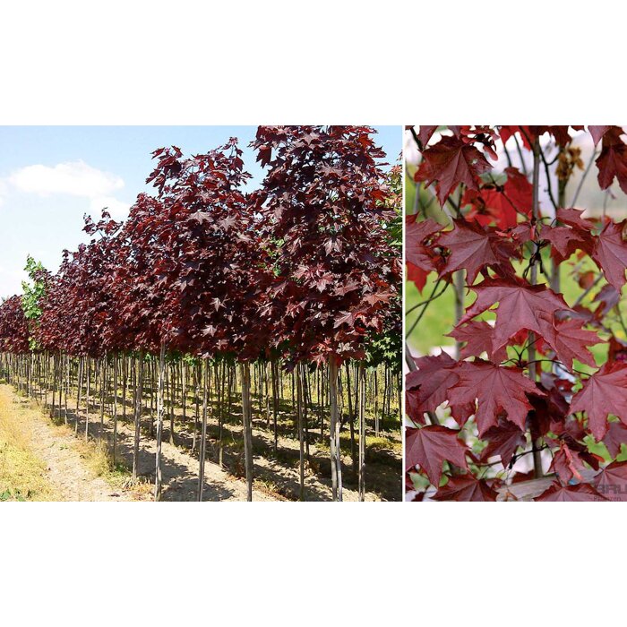 Javor mlie?ny - Acer platanoides 'Royal Red' - na 160cm kmienku