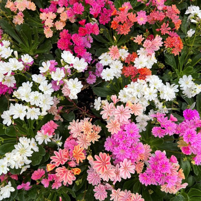 Lewisia cotyledon 'Mix farieb'