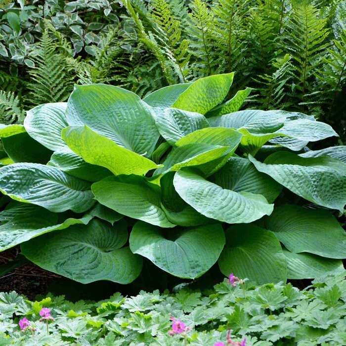 Funkia - Hosta 'Jurassic Park'
