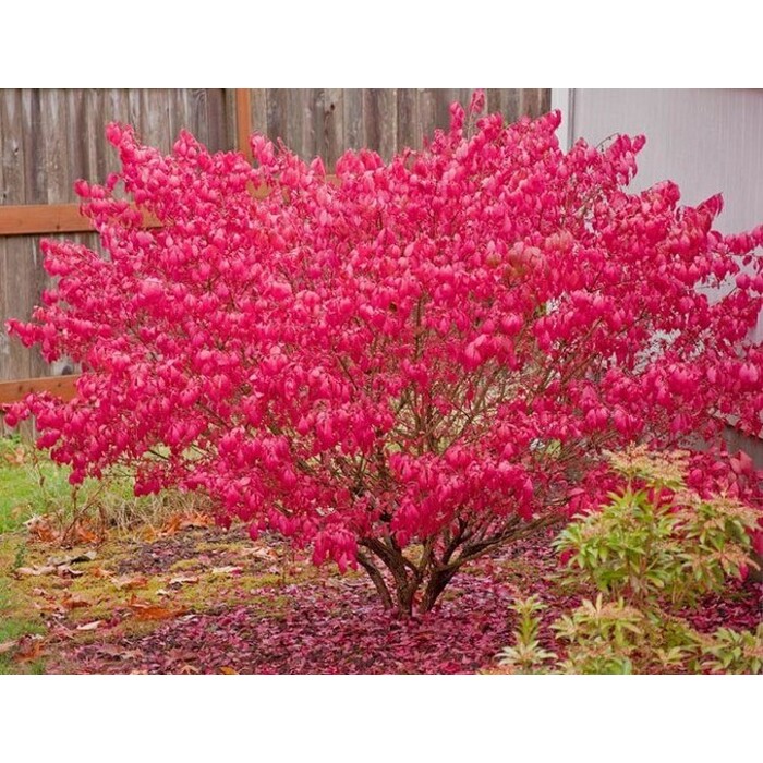 Bršlen krídlatý - Euonymus ´Alatus´ - 70+
