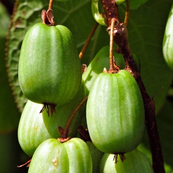 Actinidia kolomikta – kivi