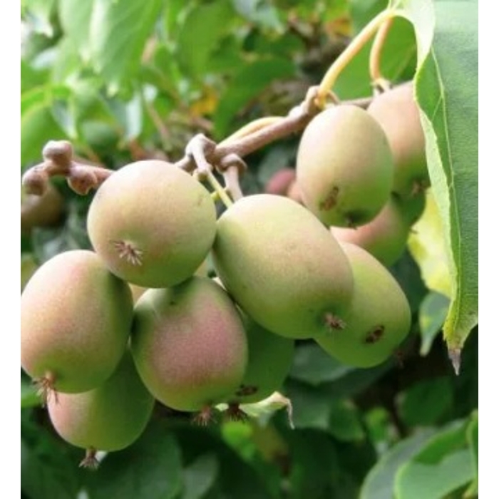 Actinidia arguta - mini kiwi ´KOZOLUPY´