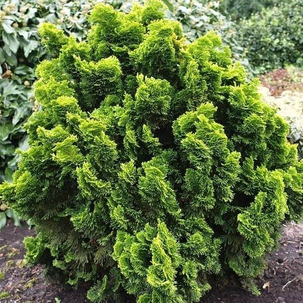 Cypruštek tupolistý - Chamaecyparis obtusa 'Nana Aurea' - 10/15cm