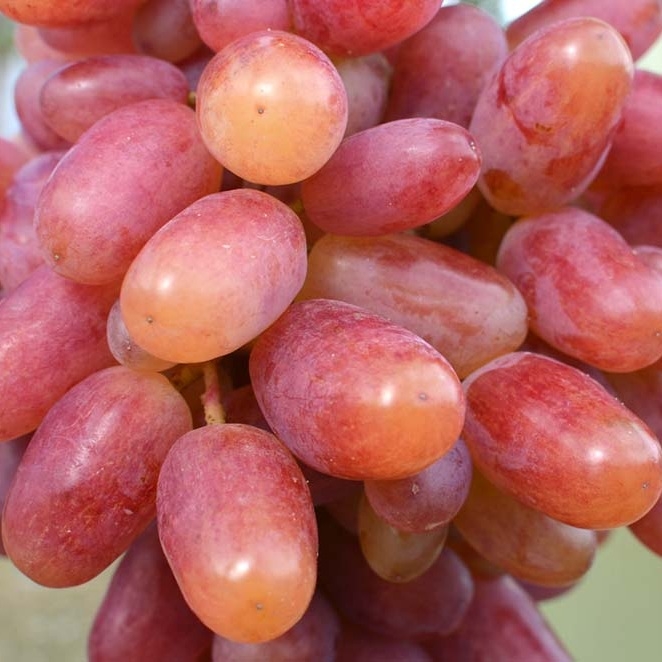 Vini? stolový - Vitis vinifera ´Julian´- ružové