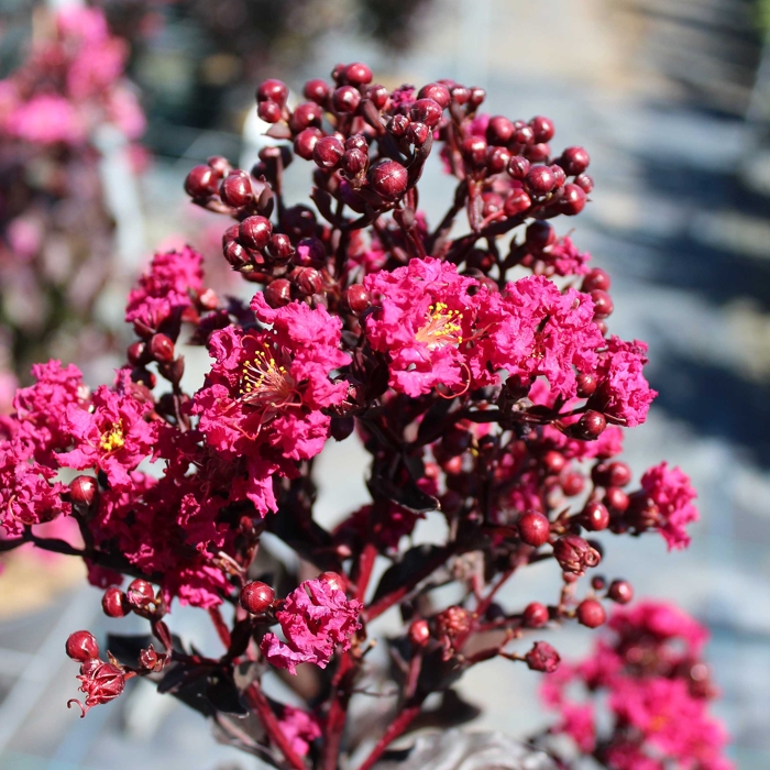 Myrta krepová - Lagerstroemia indica Black Solitaire ´Mystic Magenta´- 90/110cm