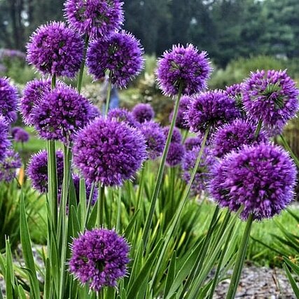 Okrasný cesnak - Allium ´Lavander Bubbles´