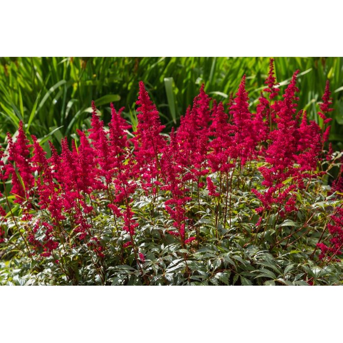 Astilba - Astilbe Arendsii ´Fanal´