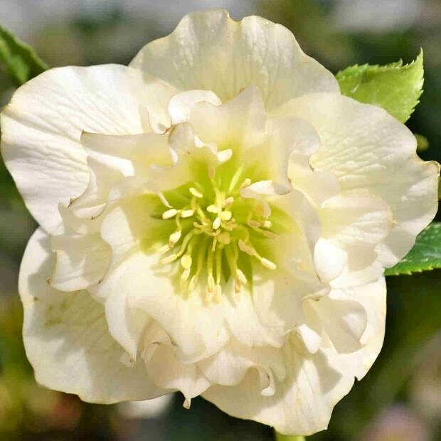 Helleborus orientalis ´Double White´