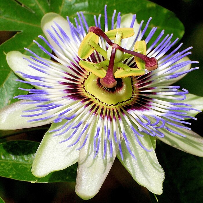 Mu?enka - Passiflora caerulea - 70/80cm