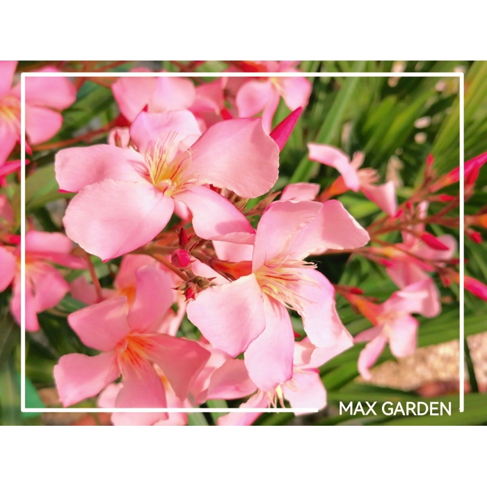 Oleander obyčajný  - Nerium oleander Pink Co9L 40/60