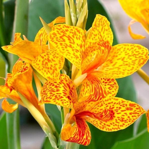 Canna indica ´Tenerife´ - Kana indická