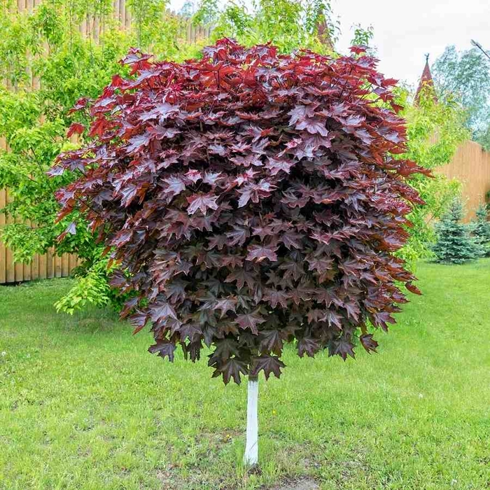 Javor mlie?ny - Acer platanoides ´Crimson King Globe´ - na vysokokmeni
