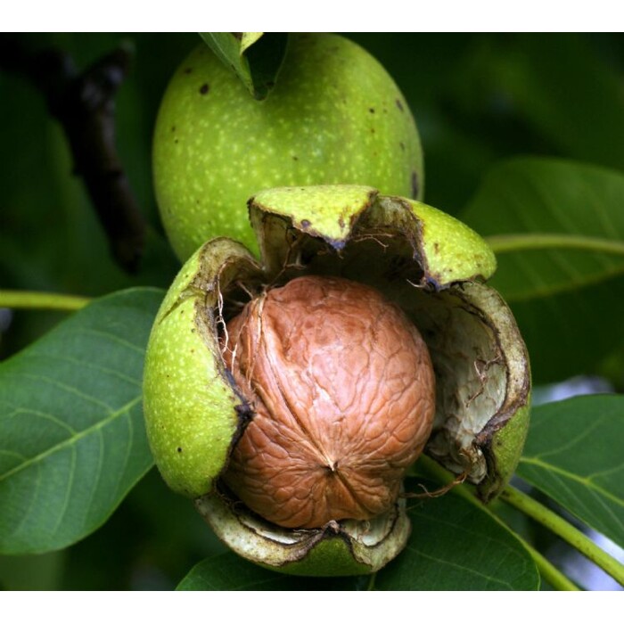 Juglans regia ´Lara´ – orech kráľovský | Veľkoplodá skorá odroda