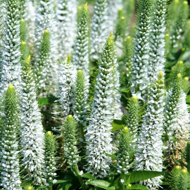 Veronica spicata 'Snow Candles'