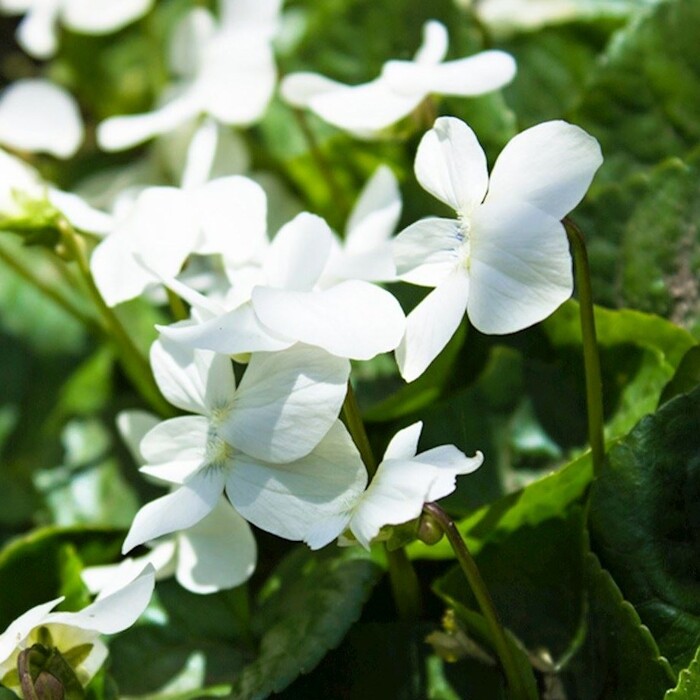 Viola sororia ´Albiflora´