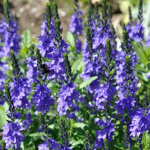 Veronica austriaca ´Shirley Blue´