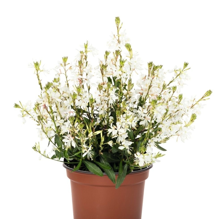 Gaura lindheimeri ´Graceful Blush´