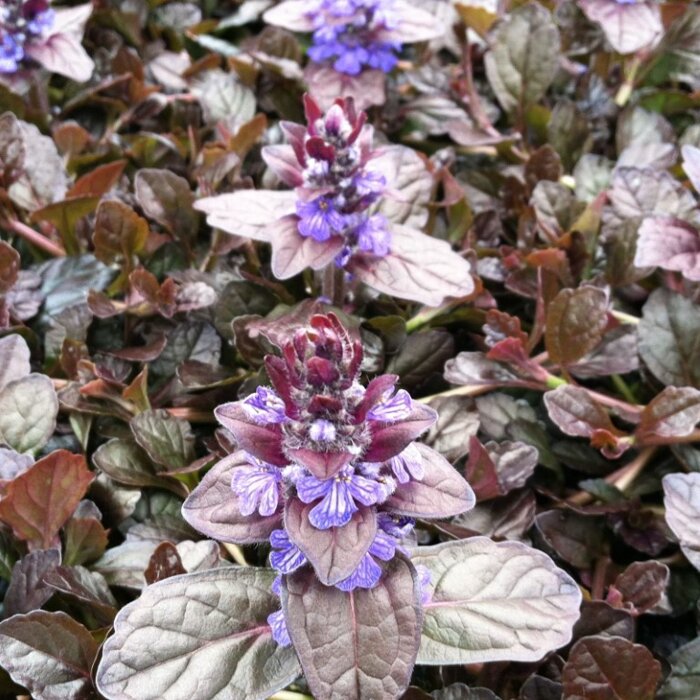 AJUGA reptans 'Mahogany'