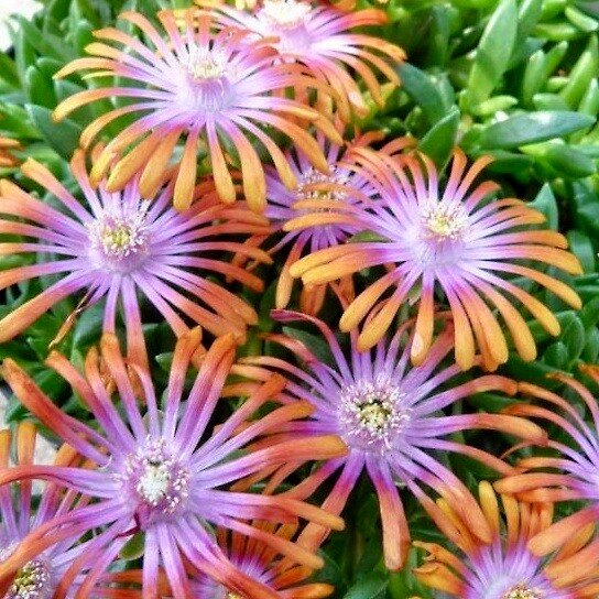 Delosperma ´Fireglow´