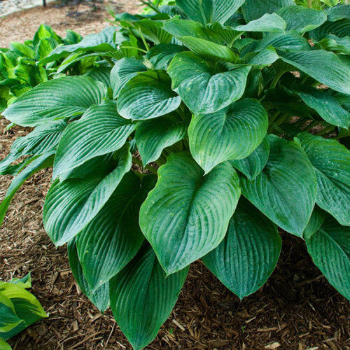 Funkia - Hosta 'Kingsize'