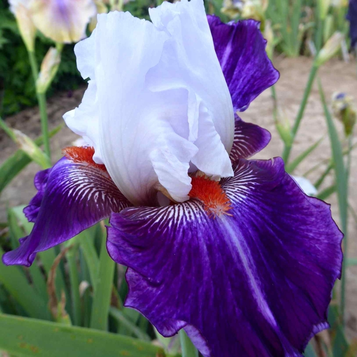 Iris germanica ´Belle de Nuit´
