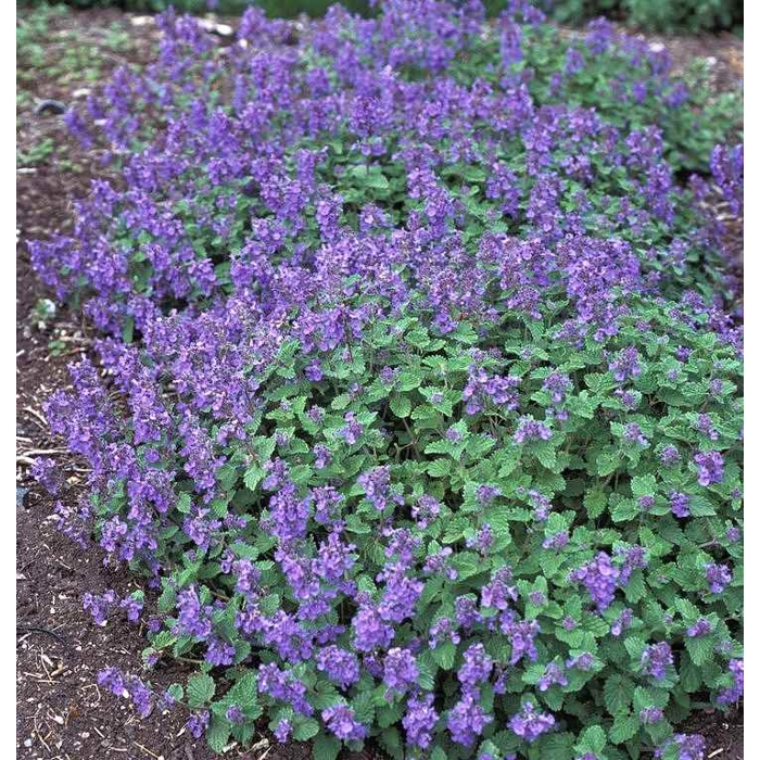 Nepeta racemosa 'Little Titch'