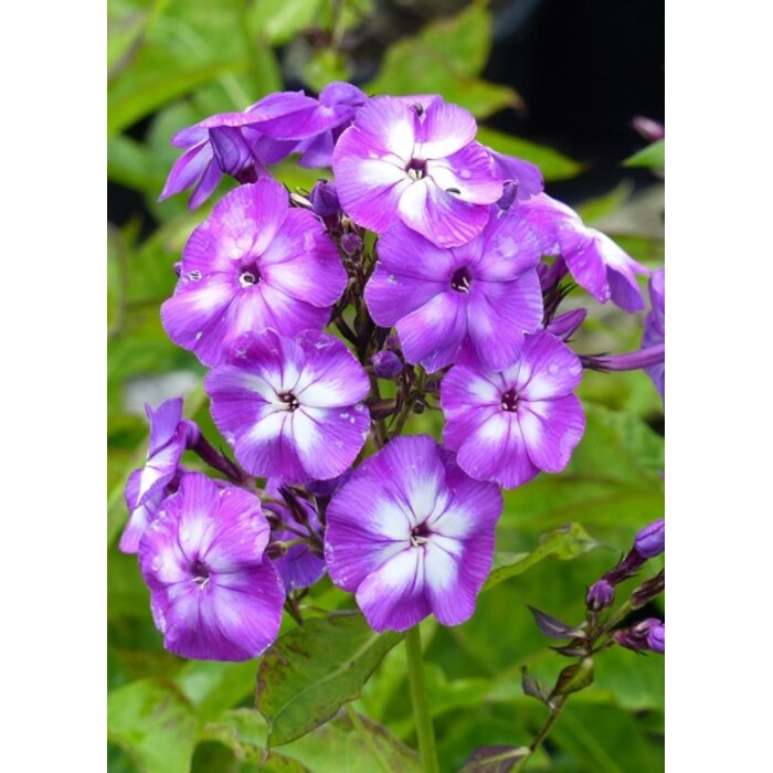 Flox metlinatý - Phlox paniculata ´Laura´