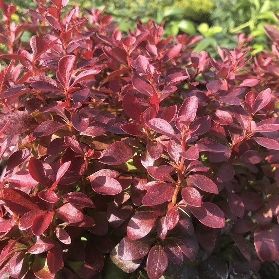 Drá? Thunbergov - Berberis thunbergii ´Lutin Rouge´ - 10/15