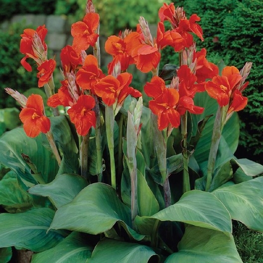 Canna indica - Kana indická - ?ervená - 50+cm
