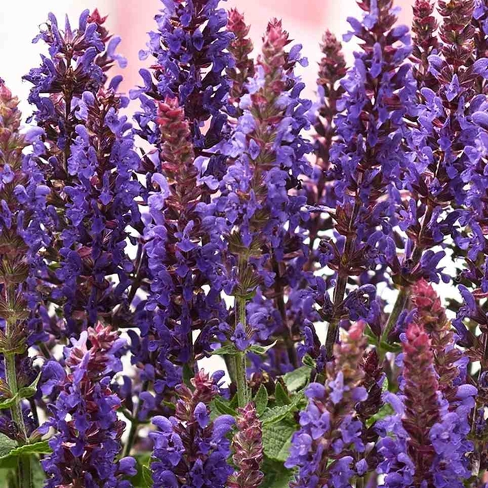 Salvia nemorosa ‘Blue Bouquetta’