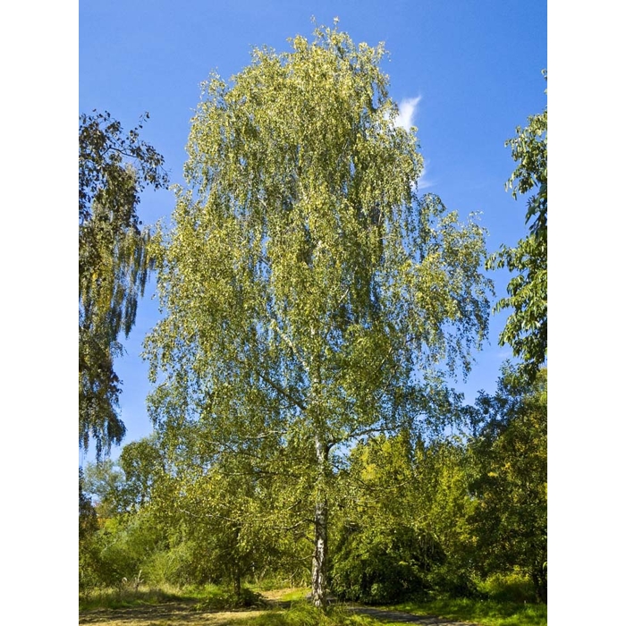 Breza previsnutá - Betula pendula - 190/220cm