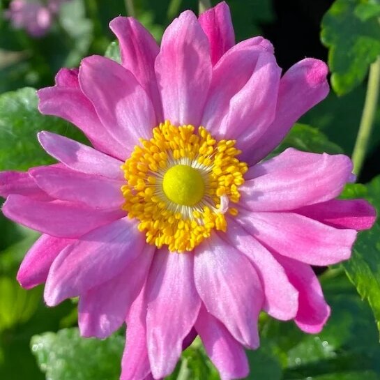 Anemone hupehensis 'Pamina'