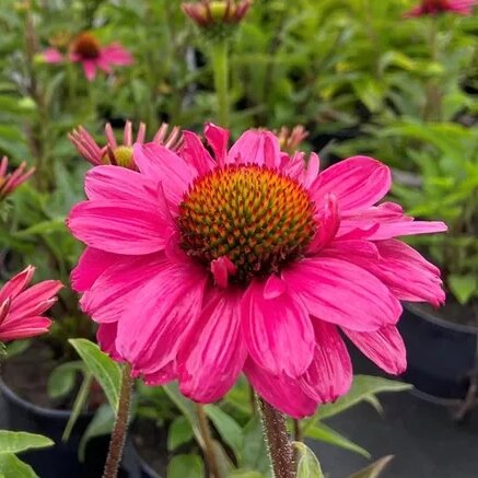 Echinacea purpurea ´Magenta´