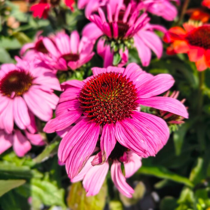 Echinacea purpurea ´Pink´